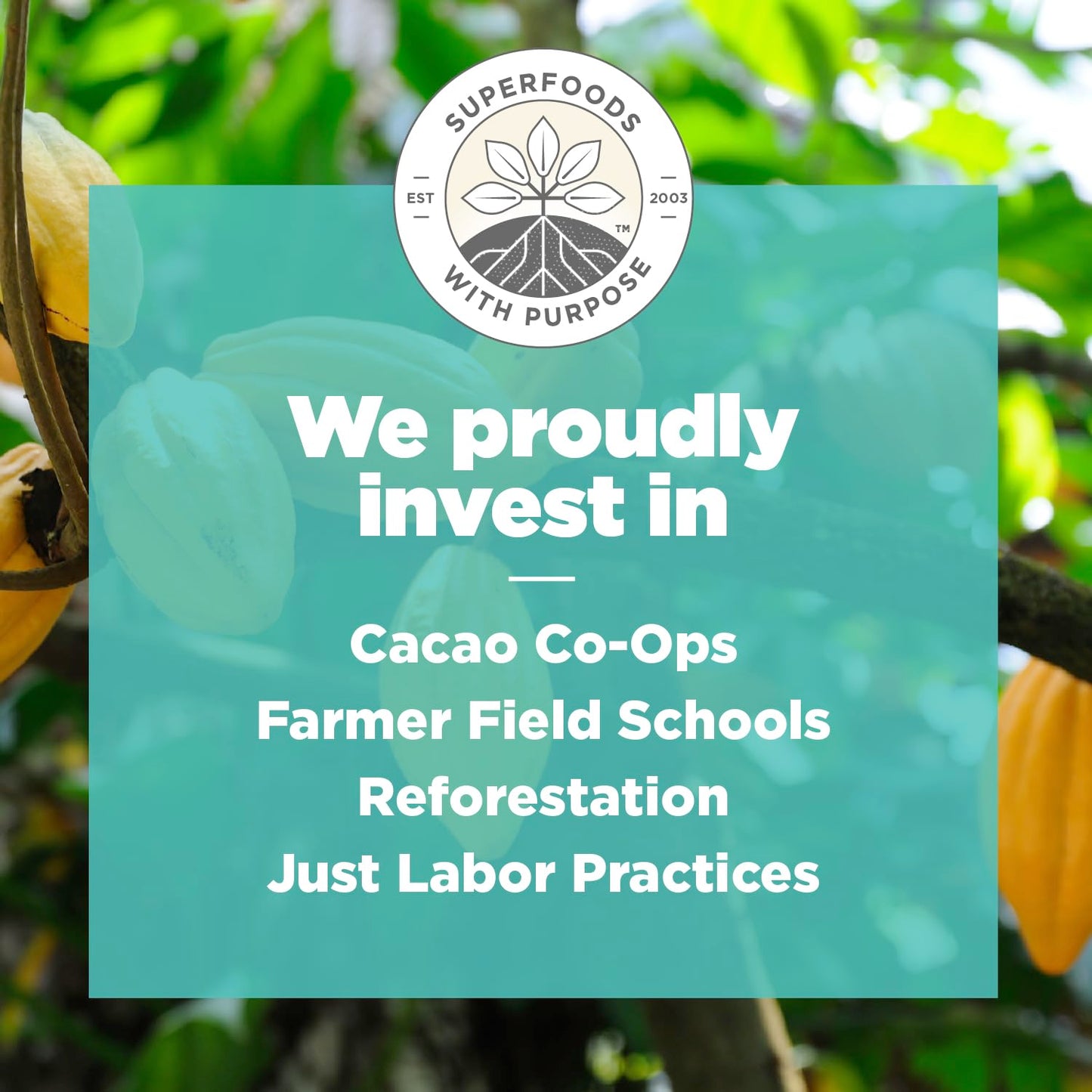 Navitas Organics Cacao Nibs, 8 Ounce